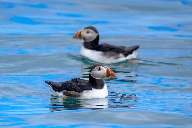 Puffin Watching Speedboat Express - Price and Logistics: Getting There Without Stress