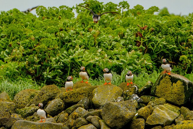 Puffin Watching Speedboat Express - Puffins in Their Habitat: What Close Means Here