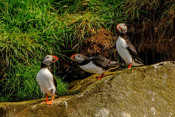 Puffin Watching Speedboat Express - City Stops on the Route: Harpa, Sun Voyager, and Old Harbour
