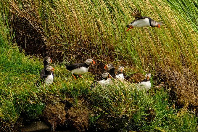 Puffin Watching Speedboat Express - How the Timing Works for Your Day in Reykjavík