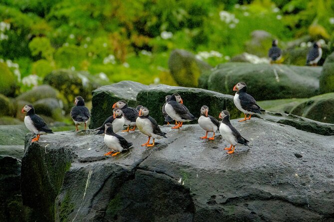 Puffin Watching Speedboat Express - The RIB Ride: Fast Trips, and a Quieter Chapter Near the Birds