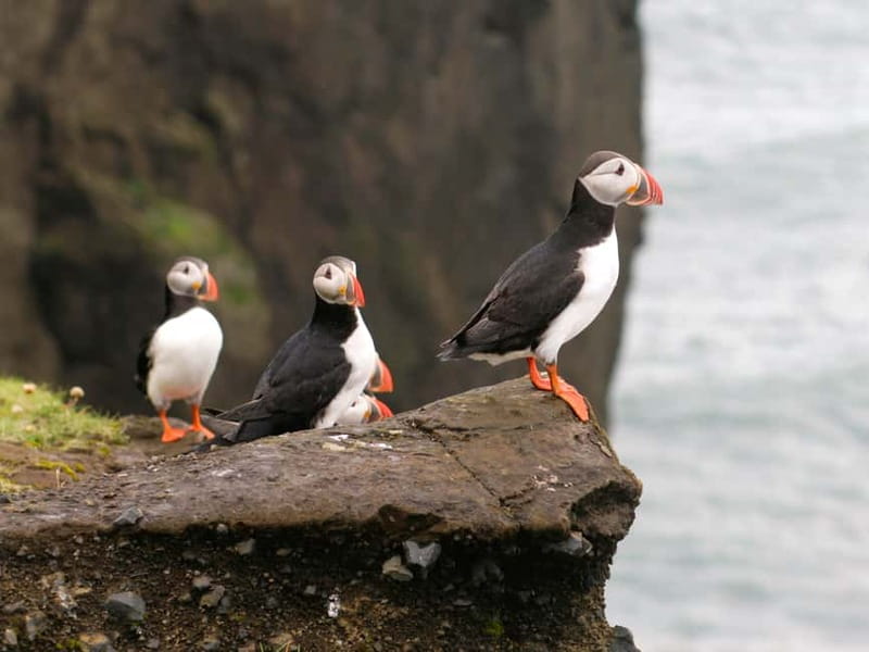 Puffin Watching Yacht Cruise from Downtown Reykjavík - Puffin Watching Starts Right in Downtown Reykjavík