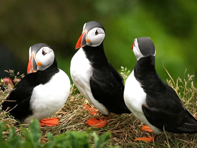 Puffin Watching Yacht Cruise from Downtown Reykjavík - The Route Through Faxaflói Bay: Why These Islands Matter