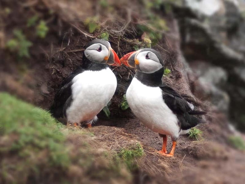 Puffin Watching Yacht Cruise from Downtown Reykjavík - Timing, Comfort, and Weather: How the Captain Keeps It Safe