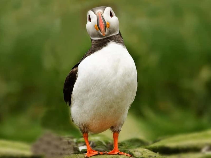 Puffin Watching Yacht Cruise from Downtown Reykjavík - Price and Value: Is $75 for a 1-Hour Cruise Fair?