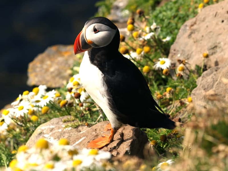 Puffin Watching Yacht Cruise from Downtown Reykjavík - Should You Book This Puffin Watching Yacht Cruise?
