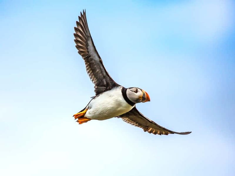 Puffin Watching Yacht Cruise from Downtown Reykjavík - Getting On Board: What Makes the Yacht Experience Easy or Awkward