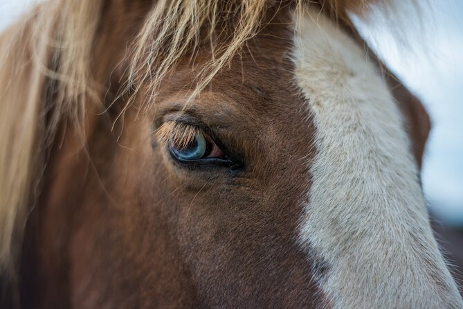 Red Lava Horse Riding Tour From Reykjavik - Why Reykjavik’s red lava ride is worth your time