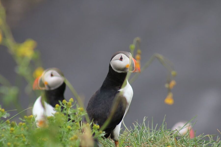 Reykjavik: 1-Hour Puffin Watching Tour - Key things to know before you board