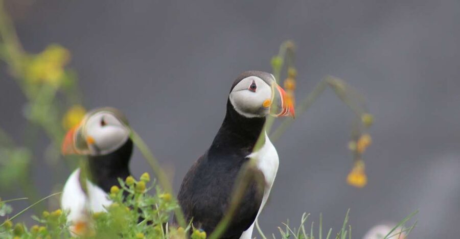 Reykjavik: 1-Hour Puffin Watching Tour - Why this 1-hour puffin cruise works so well in Reykjavík