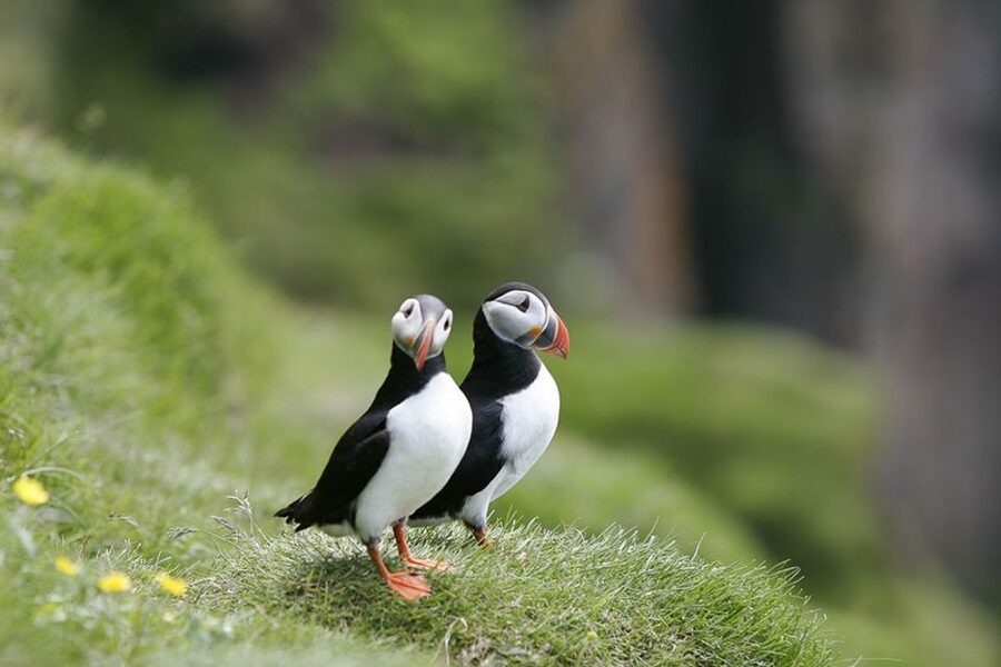 Reykjavik: 1-Hour Puffin Watching Tour - Boarding the yacht: warm gear, free binoculars, and comfort on a cold sea