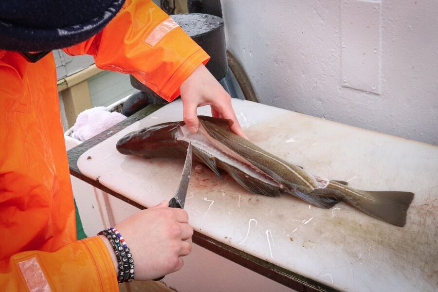 Reykjavik: 3-Hour Sea Angling Gourmet Experience Tour - What you actually do while fishing: line work, crew help, and a quick learning curve