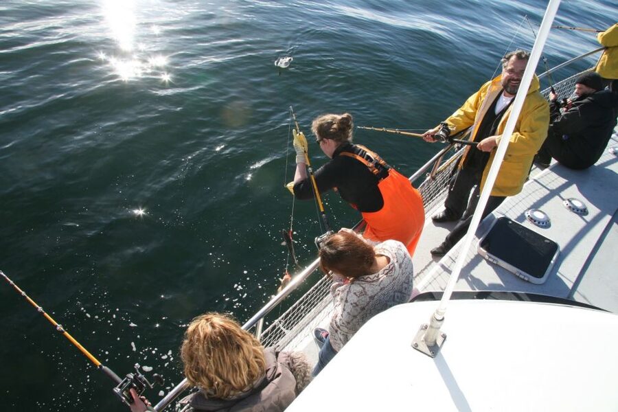 Reykjavik: 3-Hour Sea Angling Gourmet Experience Tour - The sustainable angling angle, in plain terms