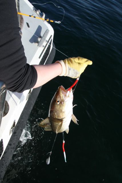 Reykjavik: 3-Hour Sea Angling Gourmet Experience Tour - The 3-hour rhythm: what the timing feels like