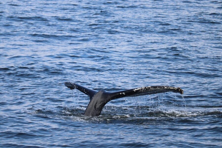 Reykjavik: 9pm Whale Watching Cruise in the Arctic Sun - Key Points I’d Focus On