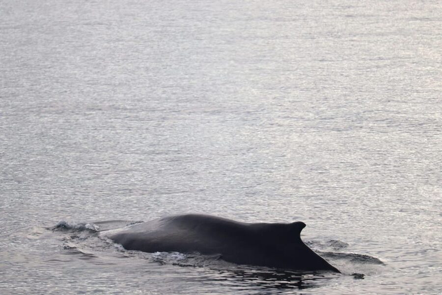 Reykjavik: 9pm Whale Watching Cruise in the Arctic Sun - On the Water: Faxaflói Bay, Humpbacks, and Minke Whales