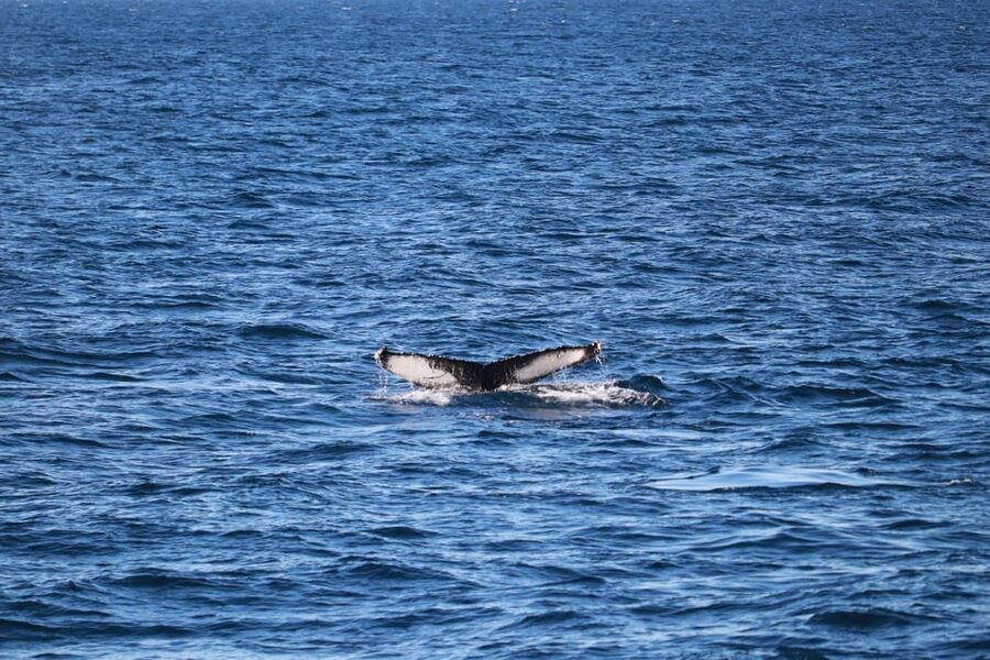 Reykjavik: 9pm Whale Watching Cruise in the Arctic Sun - Who This Cruise Suits Best (and Who Might Rethink It)