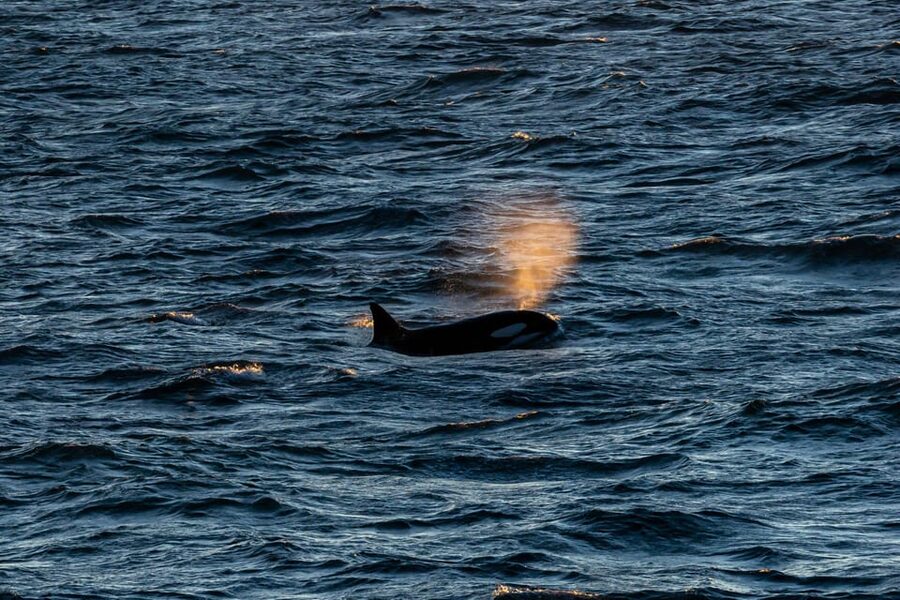 Reykjavik: 9pm Whale Watching Cruise in the Arctic Sun - Getting to Special Tours at Geirsgata 11 (and What to Bring)