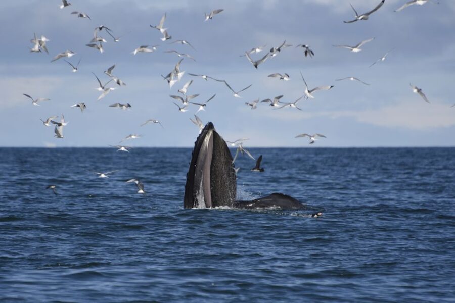 Reykjavik: ATV Ride & Whale Watching Boat Tour - What this Reykjavik ATV and whale watch combo really gives you
