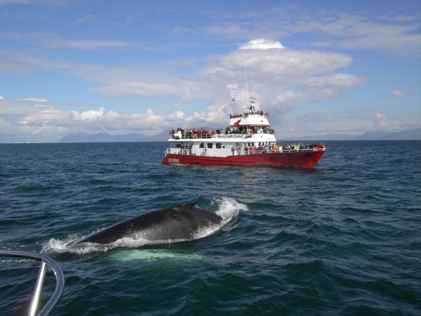 Reykjavik: ATV Ride & Whale Watching Boat Tour - Safety briefing and your first ATV: expect hands-on help