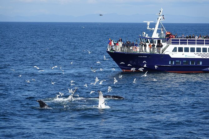 Reykjavík Bay Arctic Rose Whale Watching Excursion - Key Things I’d Watch For on This Whale Watching Sail