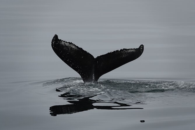 Reykjavík Bay Arctic Rose Whale Watching Excursion - Reykjavík Bay on the Arctic Rose: How the 3 Hours Actually Plays