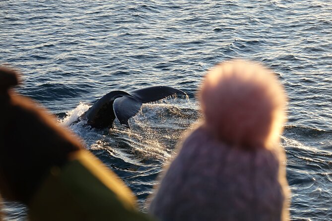 Reykjavík Bay Arctic Rose Whale Watching Excursion - The Wildlife Hunt in Faxafloi Bay: What You Can See and How to Look