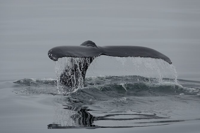 Reykjavík Bay Arctic Rose Whale Watching Excursion - Price and Value: Is $98 a Good Deal for Reykjavik Whale Watching?
