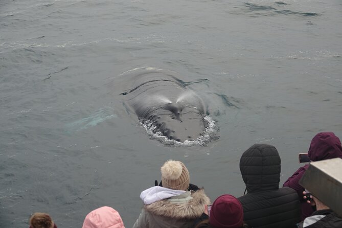 Reykjavík Bay Arctic Rose Whale Watching Excursion - Who Should Book This Excursion, and Who Might Want Another Plan