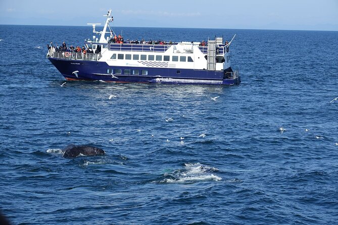 Reykjavík Bay Arctic Rose Whale Watching Excursion - Old Harbour House to Faxafloi Bay: The Start That Sets the Tone