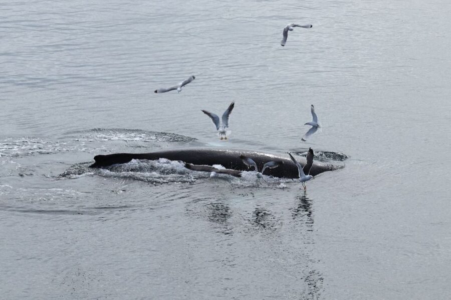 Reykjavik: Best Value Whale Watching Boat Tour - Key Highlights I’d Put at the Top