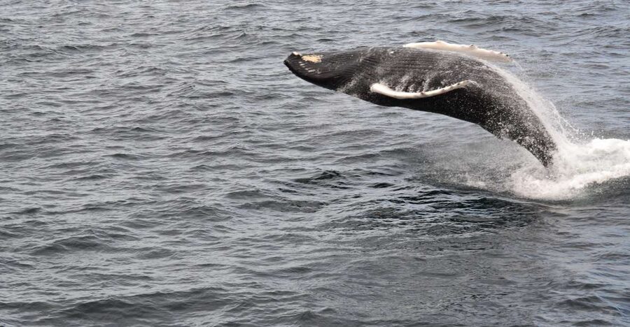 Reykjavik: Best Value Whale Watching Boat Tour - Should You Book This Reykjavik Whale Watching Tour?