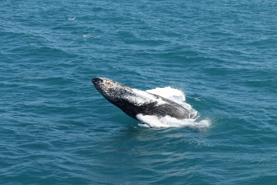 Reykjavik: Best Value Whale Watching Boat Tour - From Geirsgata to Faxaflói Bay: Getting on the water