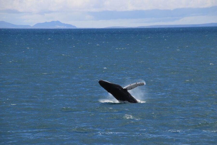 Reykjavik: Best Value Whale Watching Boat Tour - The 2.5-Hour Sighting Run: How the Guide and Captain Work Together