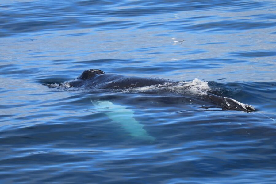 Reykjavik: Best Value Whale Watching Boat Tour - Scenery and Wildlife Beyond the Whales
