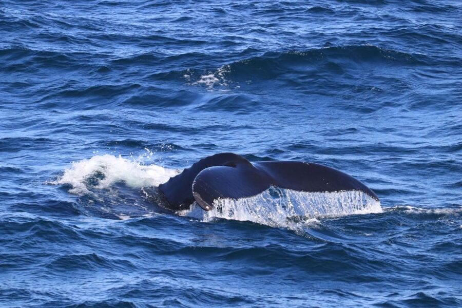 Reykjavik: Best Value Whale Watching Boat Tour - Price and Value for a $103, 3.5-Hour Tour