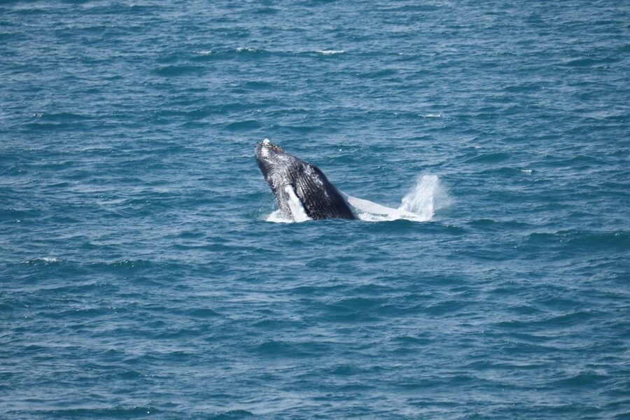 Reykjavik: Best Value Whale Watching Boat Tour - Practical Tips That Improve Your Chances of Enjoying It