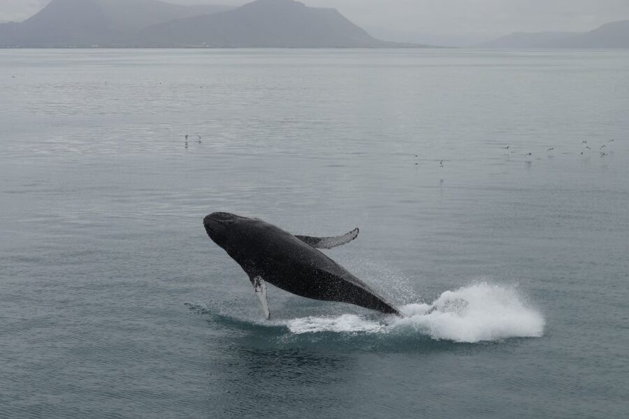 Reykjavik: Best Value Whale Watching Boat Tour - Who This Tour Suits Best (and Who Should Rethink It)