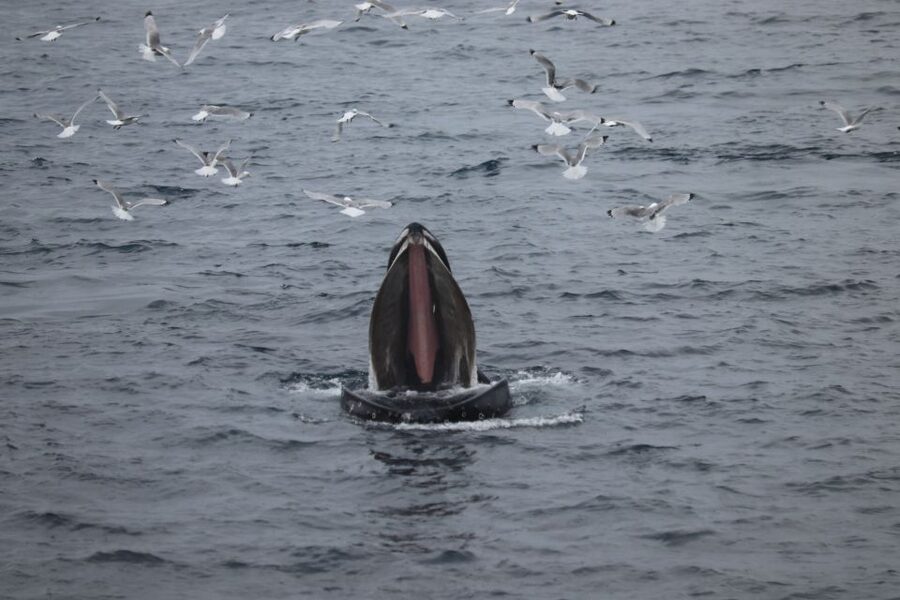 Reykjavik: Best Value Whale Watching Boat Tour - The Boat Setup That Actually Saves Your Day in Iceland