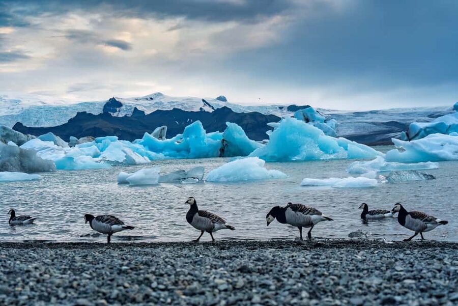 Reykjavik: Glacier Lagoon, Diamond & Black Beach 冰岛冰河湖中文一日团 - A 15-hour winter loop through Iceland’s most dramatic ice and sand