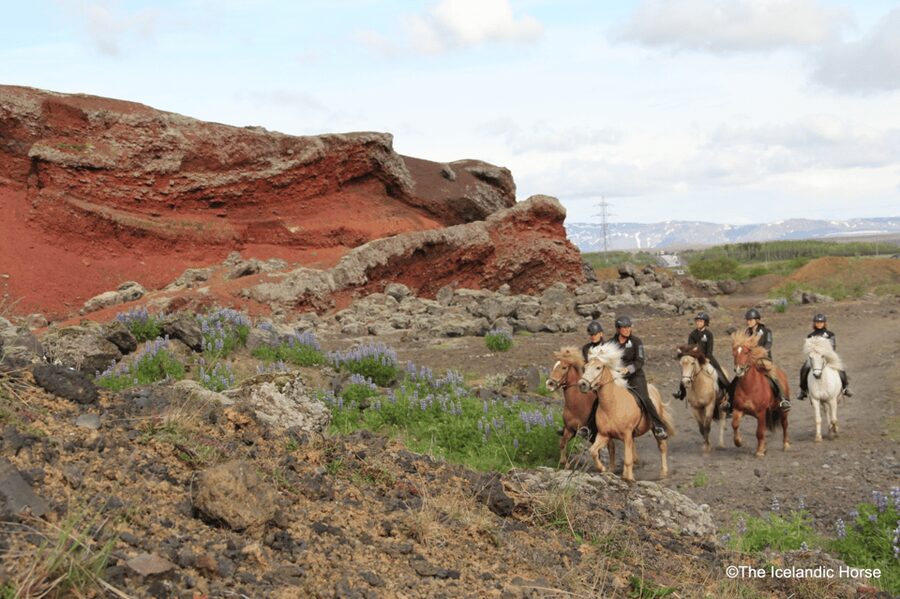 Reykjavík: Horse Riding Tours - Your “riding school” start: instruction that actually helps