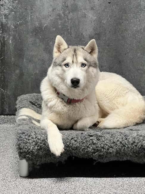 Reykjavík: Husky Kennel Visit with Hot Drinks - Entering the kennel: meet Siberian Huskies and learn how they’re cared for