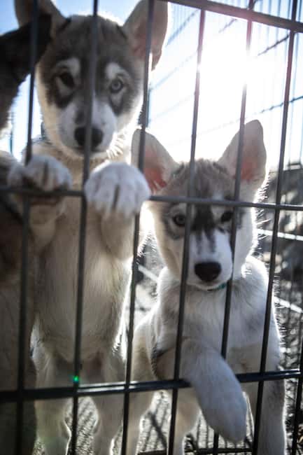 Reykjavík: Husky Kennel Visit with Hot Drinks - Warm drinks and Icelandic cookies by the open fire