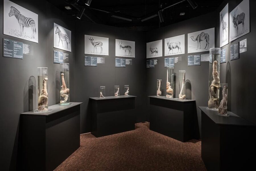 Reykjavik: Icelandic Phallological Museum Entry Ticket - Phallology with context, plus an independently run museum