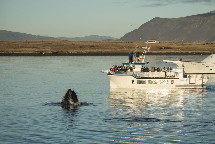 Reykjavík: Midnight Sun Whale Watching Cruise - Quick reasons to book this midnight sun whale cruise