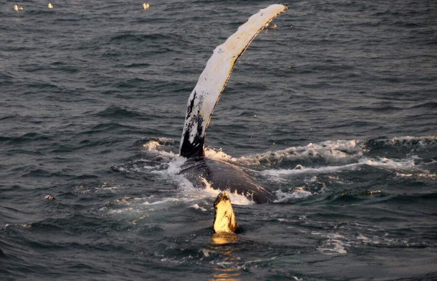 Reykjavík: Midnight Sun Whale Watching Cruise - Reykjavík at 9 PM: what midnight sun feels like from the water