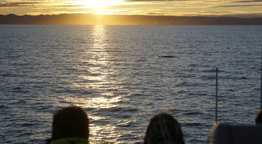 Reykjavík: Midnight Sun Whale Watching Cruise - Your whale-spotting game plan in Faxaflói Bay