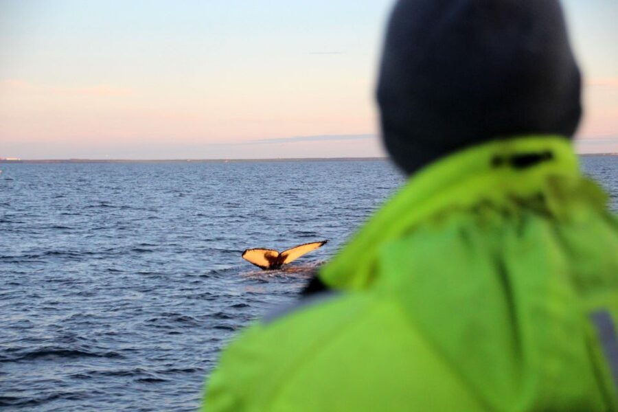 Reykjavík: Midnight Sun Whale Watching Cruise - Price and value: what $106 gets you, and why it can be worth it