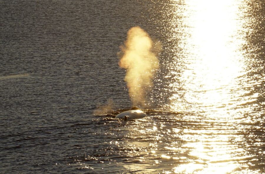 Reykjavík: Midnight Sun Whale Watching Cruise - Reviews in plain language: what people love and what they worry about