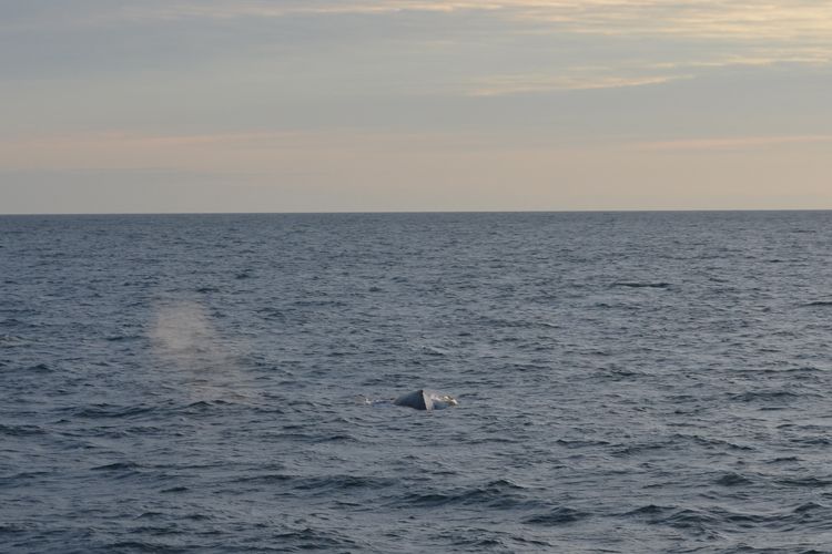 Reykjavik: Midnight Sun Whale Watching Tour - Key reasons to go